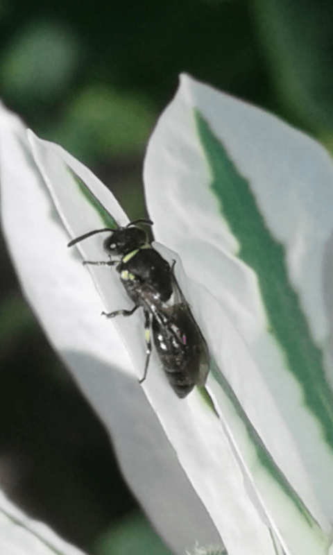 Apidae Colletinae : Hylaeus sp.?
